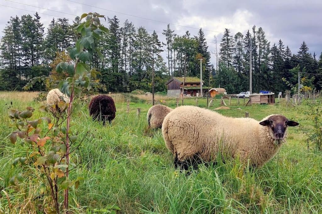 Chalet Boruvka - Biofarma Na Samote V Lesich Benesov  Eksteriør bilde