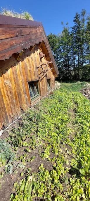 Chalet Boruvka - Biofarma Na Samote V Lesich Benesov  Eksteriør bilde